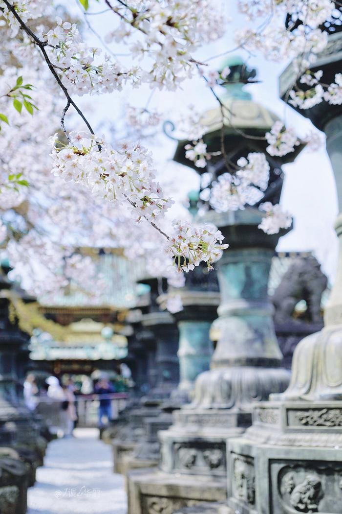 【日本】最全东京樱花实拍指南，纪念平成年最后的樱花季