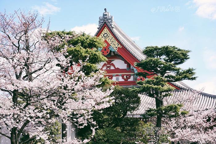 【日本】最全东京樱花实拍指南，纪念平成年最后的樱花季