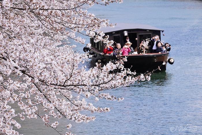 【日本】最全东京樱花实拍指南，纪念平成年最后的樱花季