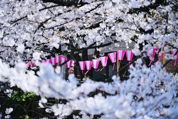 【日本】最全东京樱花实拍指南，纪念平成年最后的樱花季