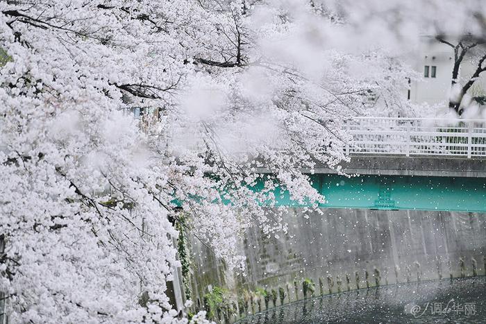 【日本】最全东京樱花实拍指南，纪念平成年最后的樱花季