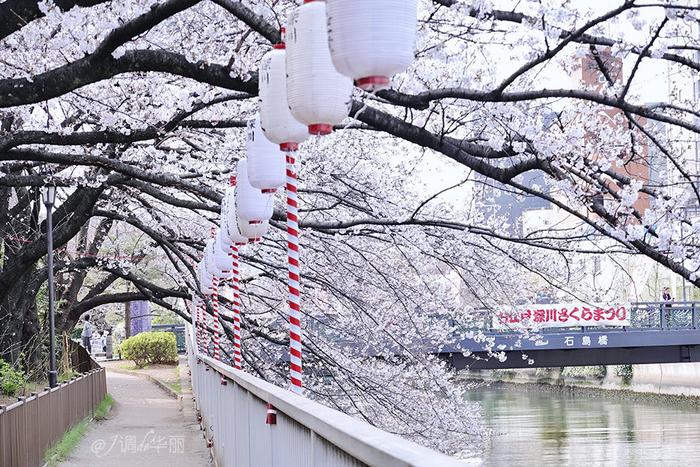 【日本】最全东京樱花实拍指南，纪念平成年最后的樱花季