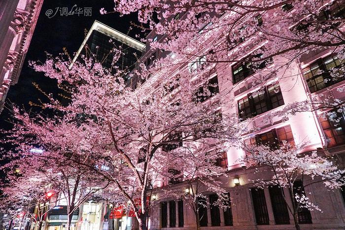 【日本】最全东京樱花实拍指南，纪念平成年最后的樱花季