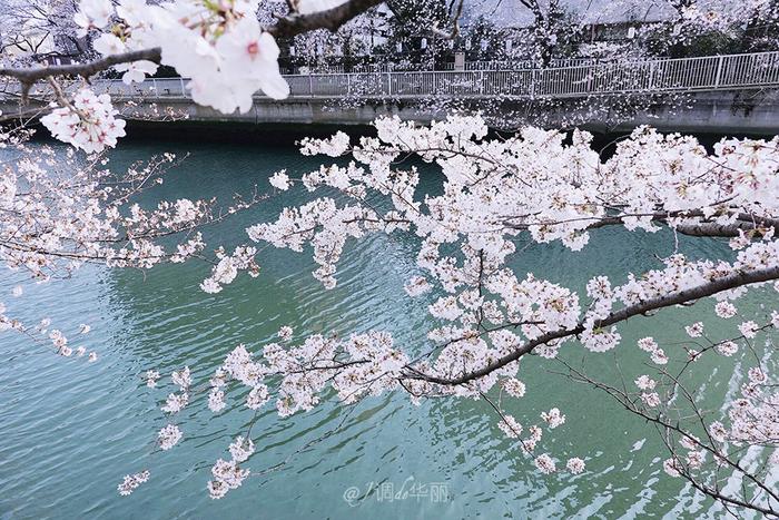 【日本】最全东京樱花实拍指南，纪念平成年最后的樱花季