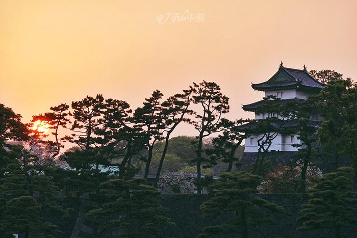 【日本】最全东京樱花实拍指南，纪念平成年最后的樱花季