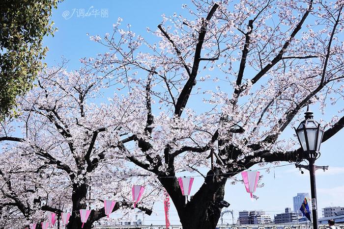 【日本】最全东京樱花实拍指南，纪念平成年最后的樱花季