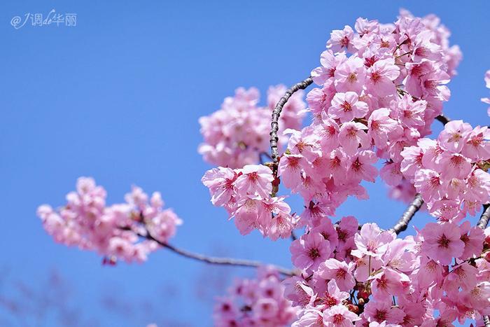 【日本】最全东京樱花实拍指南，纪念平成年最后的樱花季