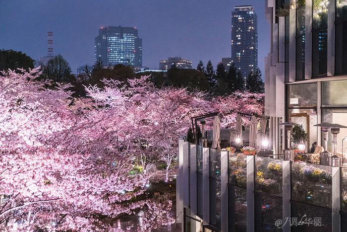 【日本】最全东京樱花实拍指南，纪念平成年最后的樱花季