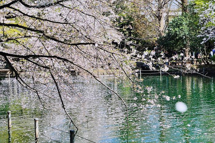 【日本】最全东京樱花实拍指南，纪念平成年最后的樱花季