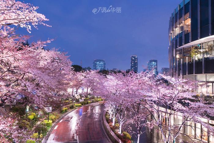 【日本】最全东京樱花实拍指南，纪念平成年最后的樱花季