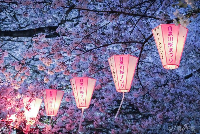 【日本】最全东京樱花实拍指南，纪念平成年最后的樱花季