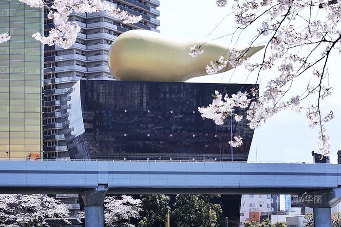 【日本】最全东京樱花实拍指南，纪念平成年最后的樱花季