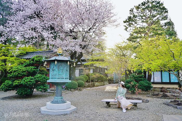 【日本】最全东京樱花实拍指南，纪念平成年最后的樱花季