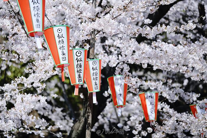 【日本】最全东京樱花实拍指南，纪念平成年最后的樱花季