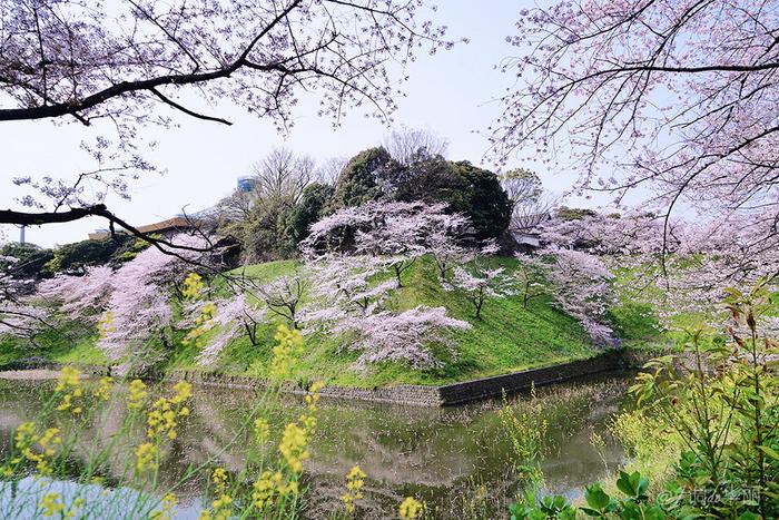 【日本】最全东京樱花实拍指南，纪念平成年最后的樱花季