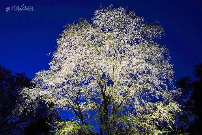 【日本】最全东京樱花实拍指南，纪念平成年最后的樱花季