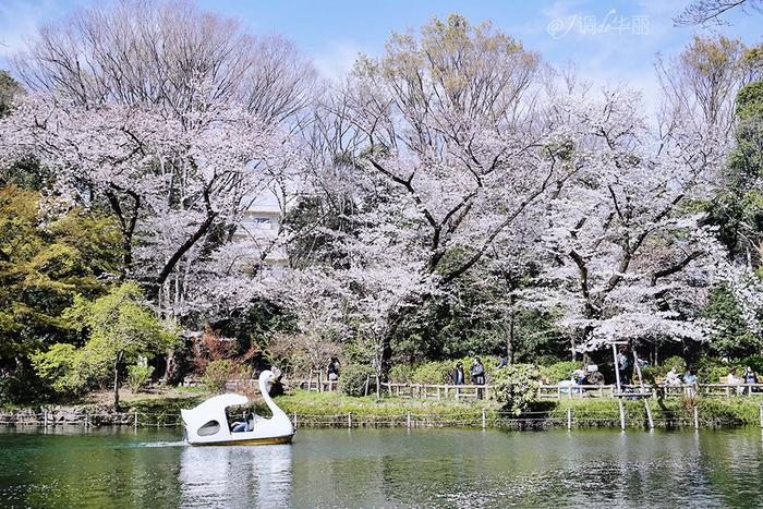 【日本】最全东京樱花实拍指南，纪念平成年最后的樱花季