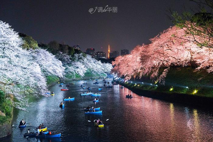 【日本】最全东京樱花实拍指南，纪念平成年最后的樱花季