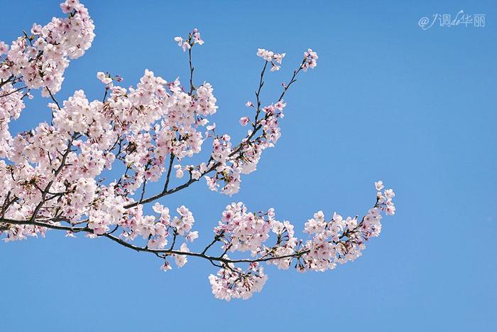 【日本】最全东京樱花实拍指南，纪念平成年最后的樱花季