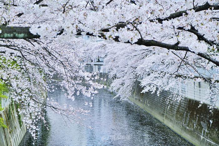 【日本】最全东京樱花实拍指南，纪念平成年最后的樱花季