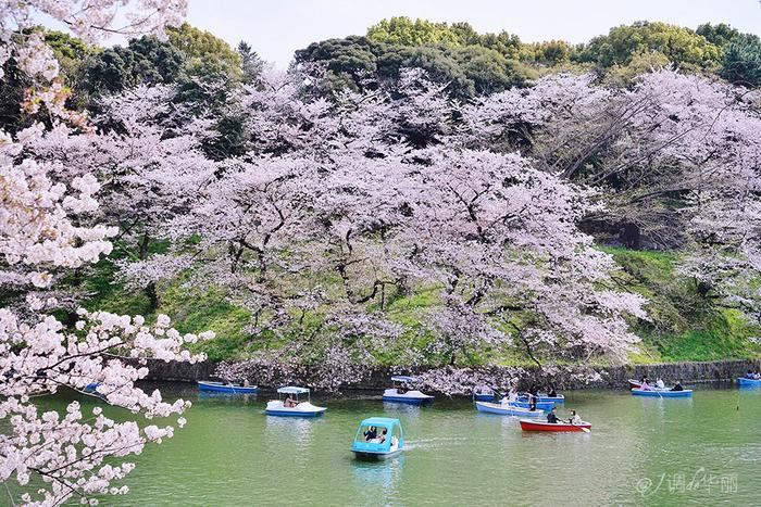 【日本】最全东京樱花实拍指南，纪念平成年最后的樱花季