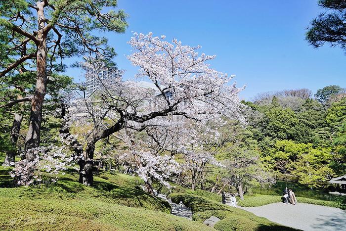 【日本】最全东京樱花实拍指南，纪念平成年最后的樱花季