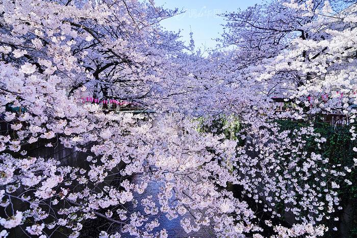 【日本】最全东京樱花实拍指南，纪念平成年最后的樱花季