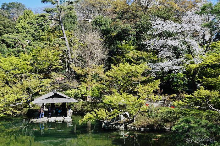 【日本】最全东京樱花实拍指南，纪念平成年最后的樱花季