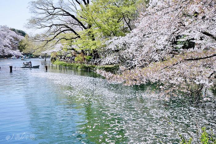 【日本】最全东京樱花实拍指南，纪念平成年最后的樱花季