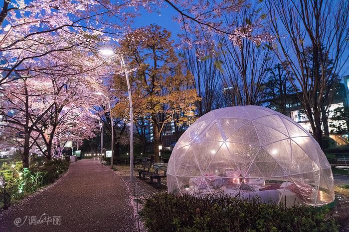 【日本】最全东京樱花实拍指南，纪念平成年最后的樱花季