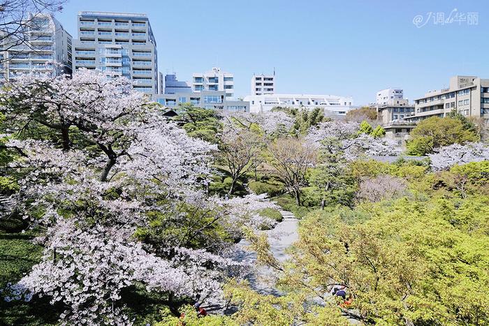 【日本】最全东京樱花实拍指南，纪念平成年最后的樱花季