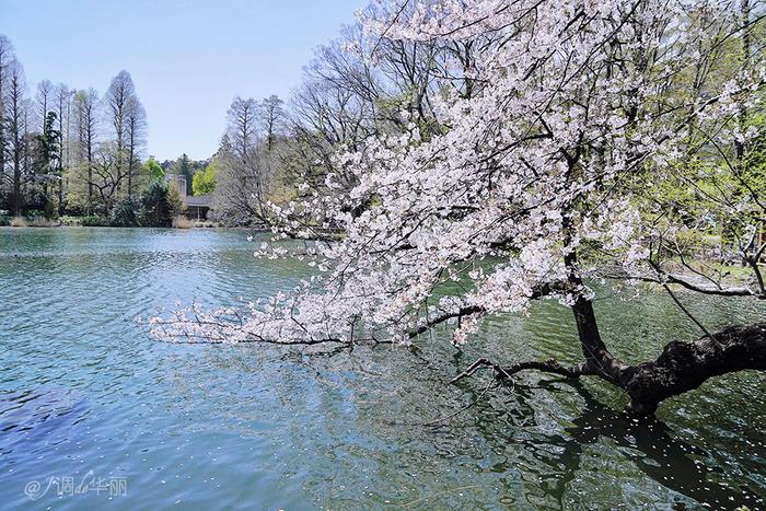 【日本】最全东京樱花实拍指南，纪念平成年最后的樱花季