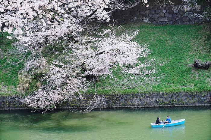 【日本】最全东京樱花实拍指南，纪念平成年最后的樱花季