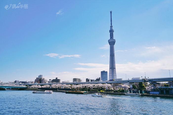 【日本】最全东京樱花实拍指南，纪念平成年最后的樱花季