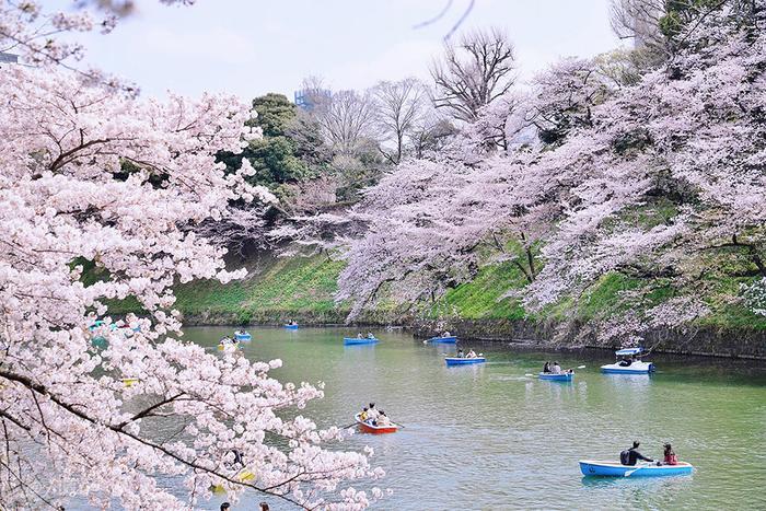 【日本】最全东京樱花实拍指南，纪念平成年最后的樱花季