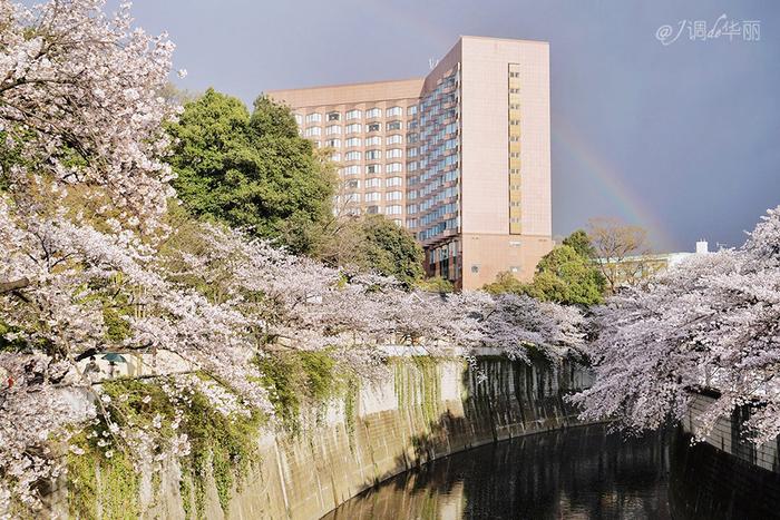 【日本】最全东京樱花实拍指南，纪念平成年最后的樱花季