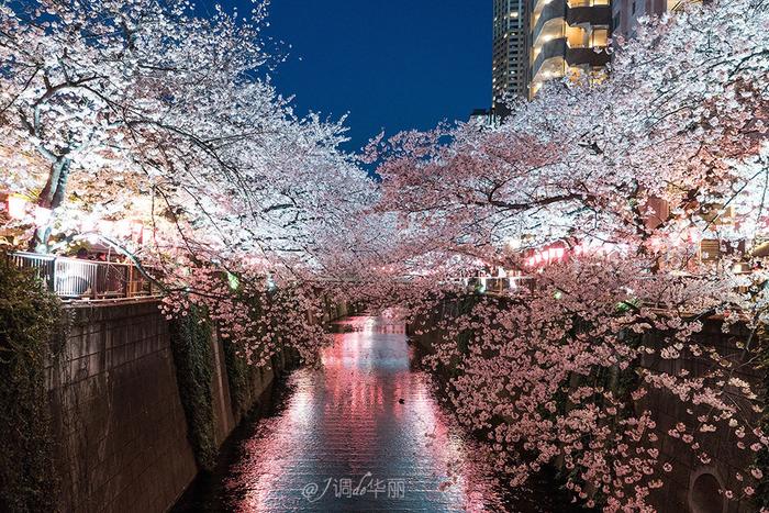 【日本】最全东京樱花实拍指南，纪念平成年最后的樱花季