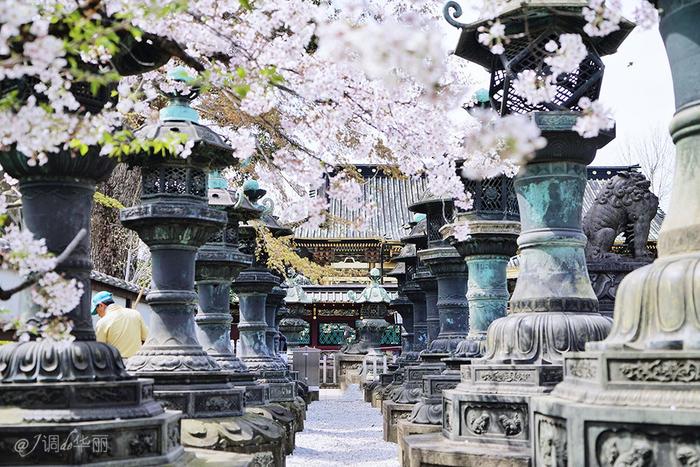 【日本】最全东京樱花实拍指南，纪念平成年最后的樱花季