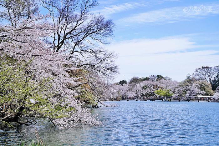 【日本】最全东京樱花实拍指南，纪念平成年最后的樱花季
