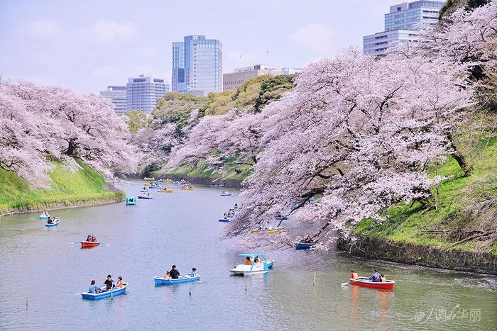 【日本】最全东京樱花实拍指南，纪念平成年最后的樱花季