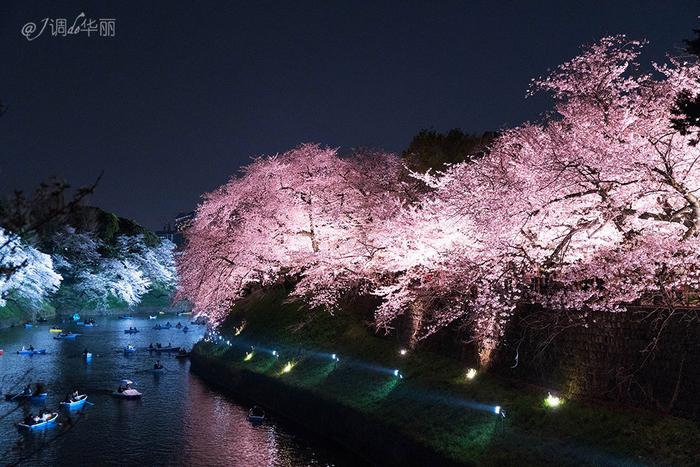 【日本】最全东京樱花实拍指南，纪念平成年最后的樱花季