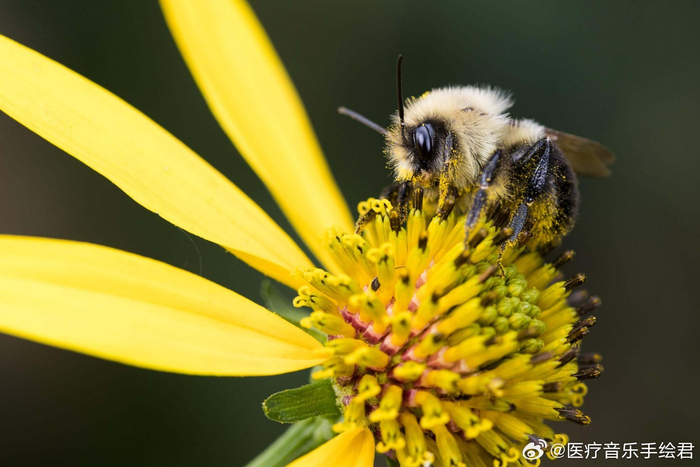 雪野中的甜蜜奇遇，周公解梦中的陌生男女与蜜蜂之谜