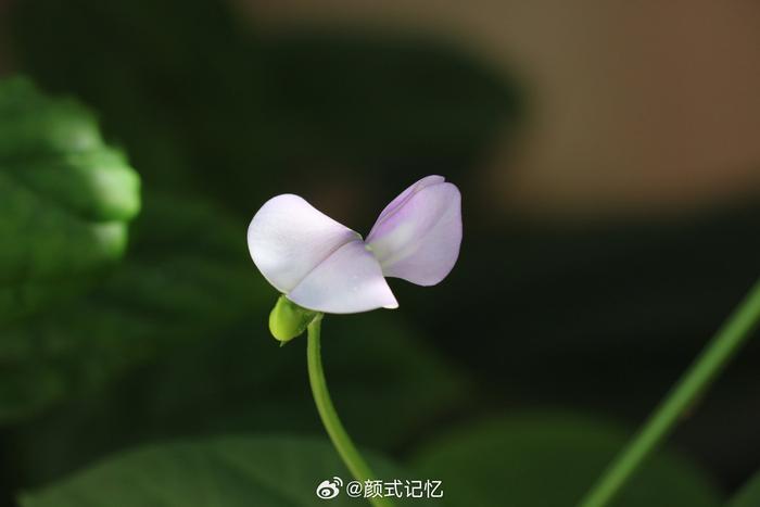 豆花一一种于露合，赏花拍摄