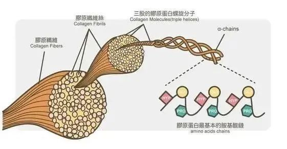 胶原蛋白哪个牌子好 胶原蛋白肽效果最佳品牌