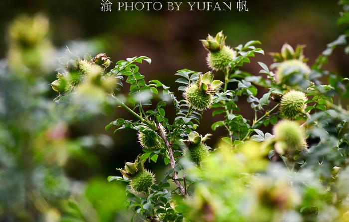 走进中国刺梨之乡，游览十里刺梨沟！一颗小刺梨，致富千万家