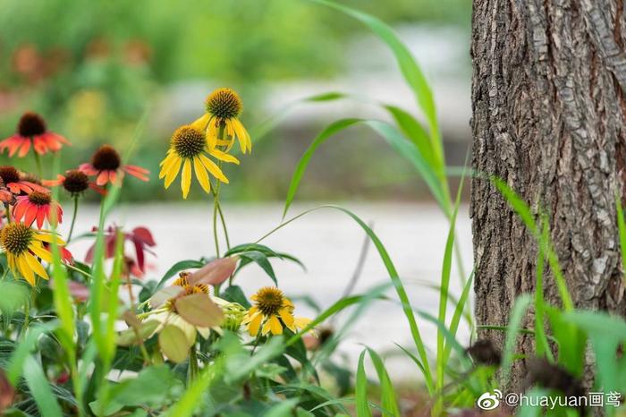 花解语——松果菊