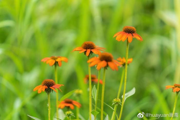 花解语——松果菊