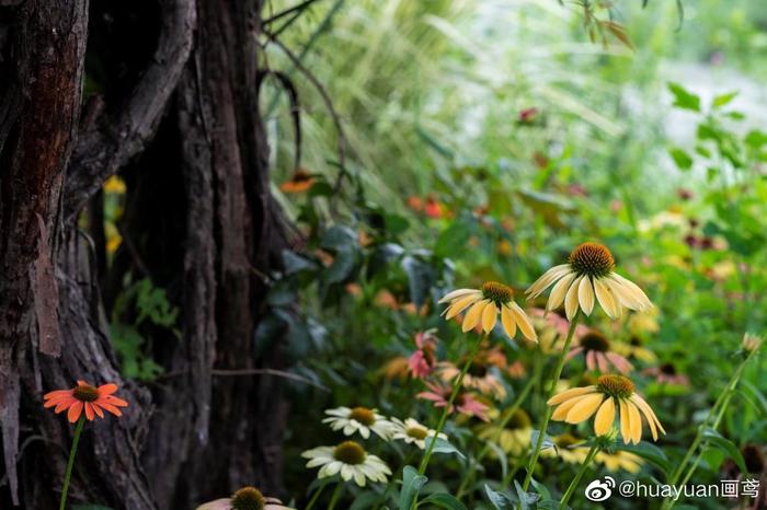 花解语——松果菊