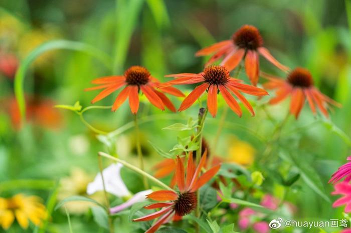 花解语——松果菊