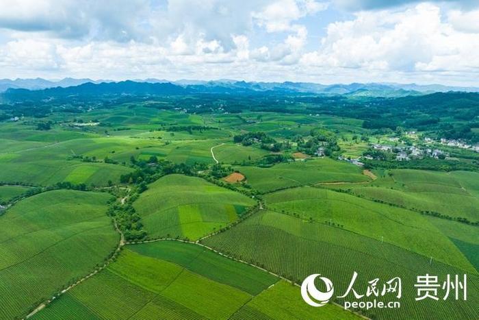 澳门天天开彩好-“抢滩”新茶饮 “遵茶”正飘香